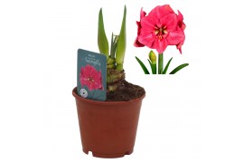 Hippeastrum Hippeastrum Bolero exclusief2 tak/plnt