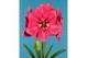 Hippeastrum Hippeastrum Bolero exclusief2 tak/plnt 