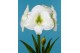 Hippeastrum Hippeastrum Denver2 tak/plnt 