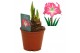 Hippeastrum Hippeastrum Exposure regular assortiment2 tak/plnt 