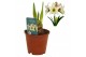 Hippeastrum Hippeastrum Magic Green excusief2 tak/plnt 