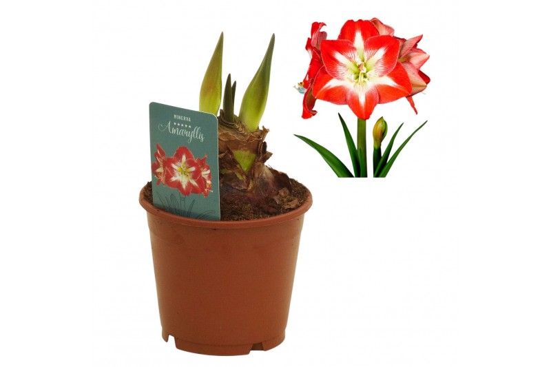 Hippeastrum Hippeastrum Minerva regular assortiment2 tak/plnt 