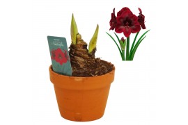 Hippeastrum Hippeastrum Premiere terracotta 15 cm2 tak/plnt