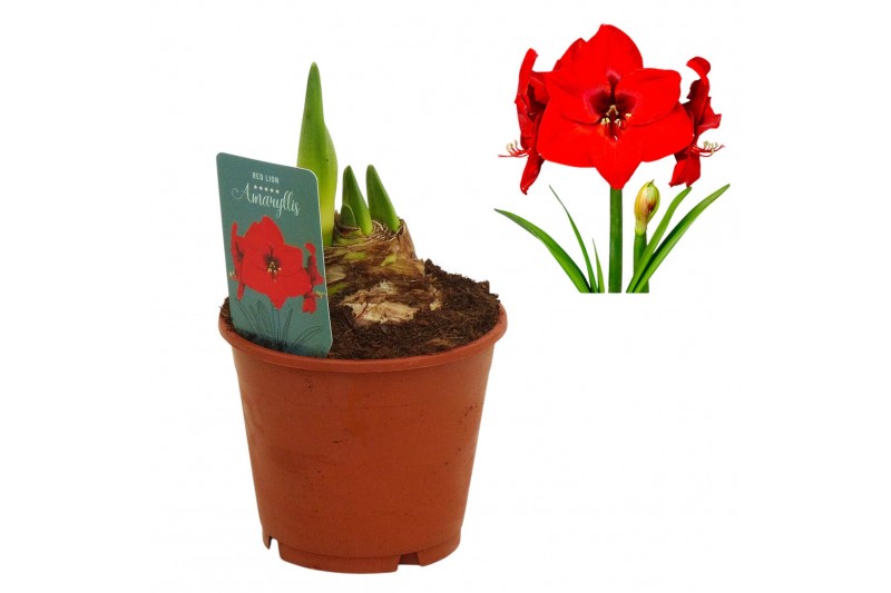Hippeastrum Hippeastrum Red Lion 3 knop3 tak/plnt 