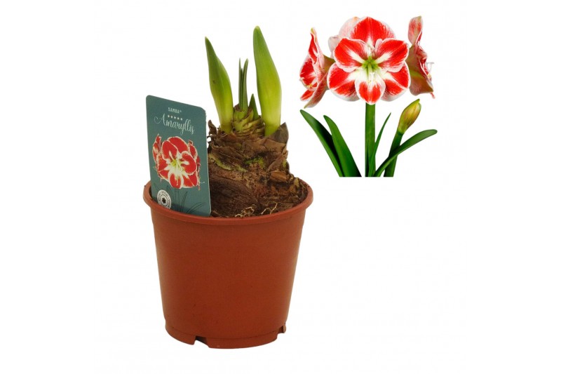 Hippeastrum Hippeastrum Samba exclusief2 tak/plnt 