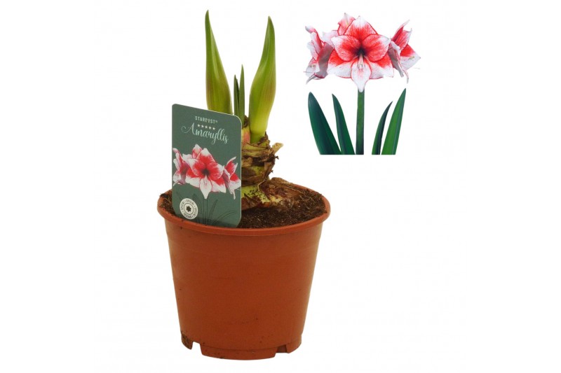 Hippeastrum Hippeastrum Stardust exclusief2 tak/plnt 