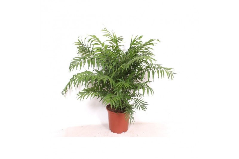 Chamaedorea elegans Chamaedorea elegans15 pp 