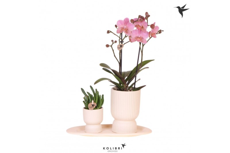 Phalaenopsis Kolibri Gift Set small Travertine2 pp 16 bl. 2 tak/plnt 