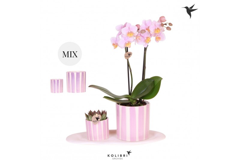 Phalaenopsis Kolibri Gift Set small Mediterranean pink purple mix2 pp  