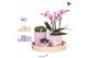 Phalaenopsis Kolibri Gift Set Optimism3 pp 3 tak/plnt 24 bl. 