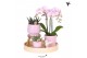 Phalaenopsis Kolibri Gift Set Love pink3 pp 3 tak/plnt 24 bl. 