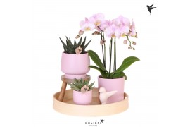 Phalaenopsis Kolibri Gift Set Love pink3 pp 3 tak/plnt 24 bl.