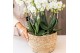 Phalaenopsis Kolibri Orchids Phalaenopsis Jungle Bouquet white 6 spike 