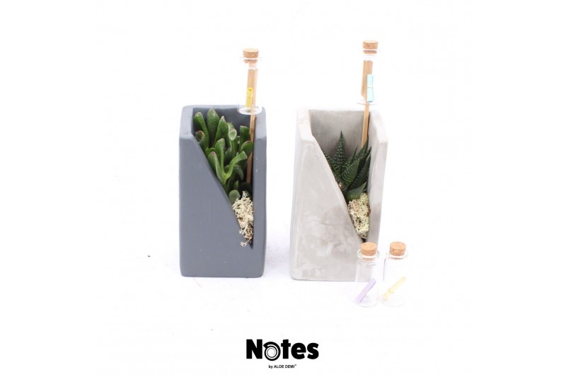 Arrangementen succulenten TRULY Succulent, Meles concrete moss - NOTES 