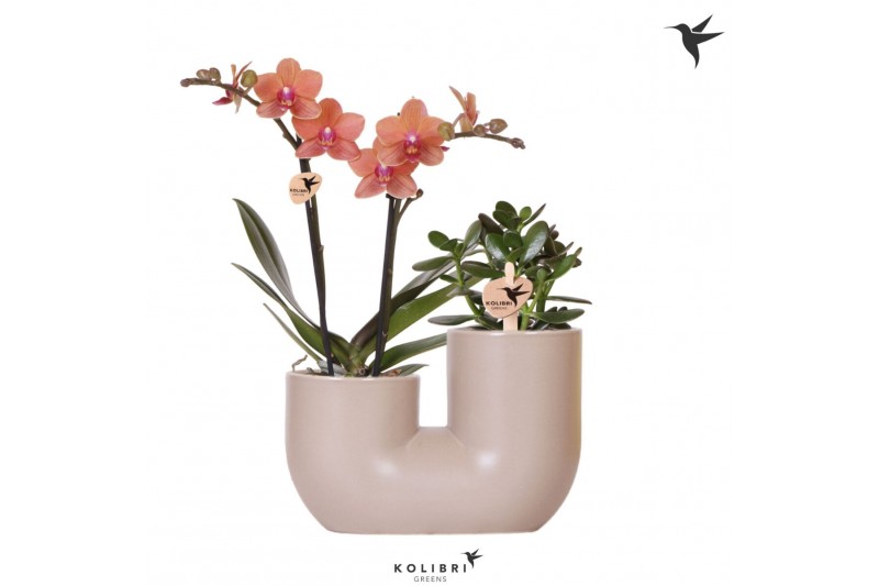 Arrangementen phalaenopsis multiflora Kolibri Orchids Phalaenopsis Ora 