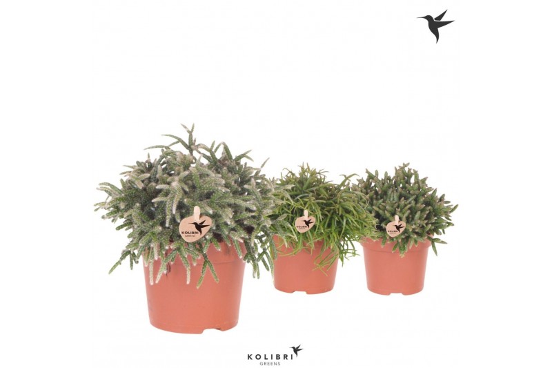 Rhipsalis mix Kolibri Greens Rhipsalis mix1 pp 