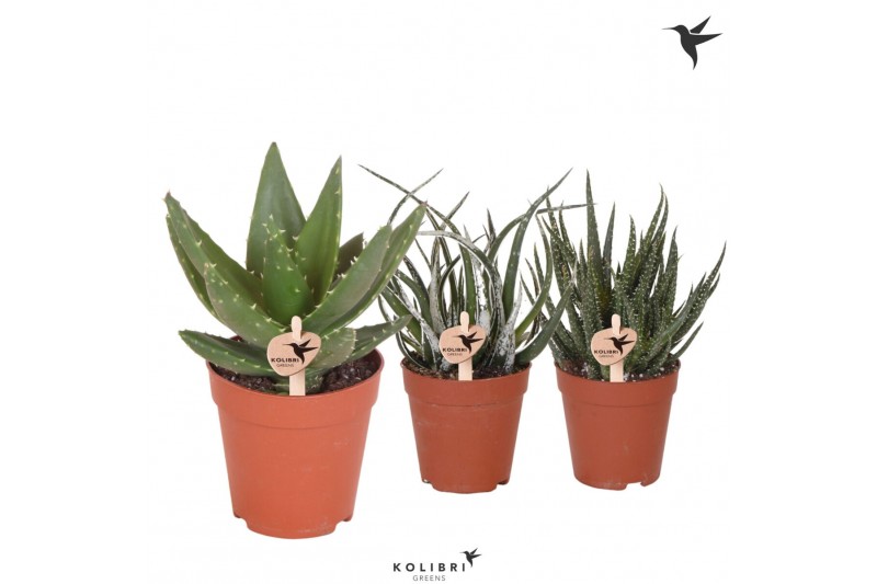 Aloe mix Kolibri Greens Succulenten Aloë mix1 pp 