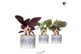 Calathea mix Kolibri Greens Calathea mix in Sky pot1 pp