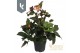 Helleborus Hgc Ice N Roses gemengd HGC Ice N Roses Mix laag in het gou 
