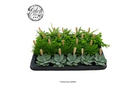 Kamerplanten mix Gemengde tray 5,5cm Mix A