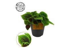 Pilea alumi Pilea Moon valley, 12cm