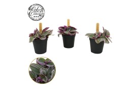 Tradescantia cerinthoides sweetness Tradescantia Sweetness 5,5cm 5.0 -