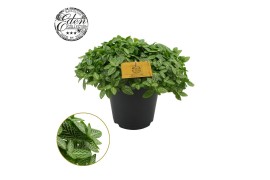 Fittonia verschaffeltii Fittonia Verschaffeltii 10,5cm