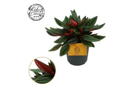Peperomia caperata rosso Peperomia Rosso 10,5cm (geen MPS) 3 pp
