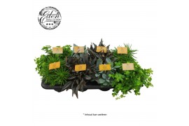 Kamerplanten mix Gemengde tray 10,5cm