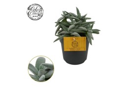 Crassula kraaiepootje Crassula Tenelli 10,5cm