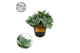 Senecio mountain fire Senecio Cephalophorus 12cm cm