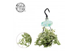 Dischidia oinantha Dischidia Ionantha 10,5cm HP adorable 10 - 14  cm