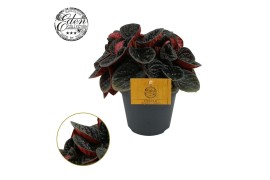 Peperomia Peperomia Chocolat 12cm 4 pp