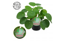 Pilea peperomioides Pilea Peperomioides 12cm Duits etiket