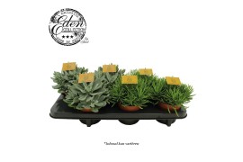 Senecio mix Senecio gemengd 12cm