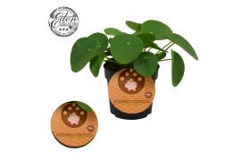 Pilea peperomioides Pilea Peperomioides 10,5cm Frans etiket