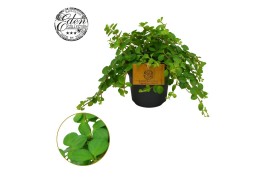 Peperomia rotundifolia Peperomia Rotundifolia 10,5cm