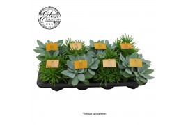 Senecio mix Senecio gemengd 10,5cm