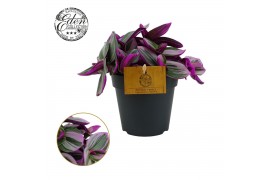 Tradescantia albiflora nanouk Tradescantia Nanouk 12cm 10 - 14  cm