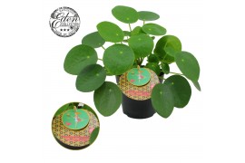 Pilea peperomioides Pilea Peperomioides 12cm Nederlands etiket