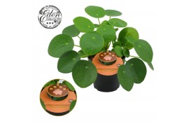 Pilea peperomioides Pilea Peperomioides 12cm Engels etiket