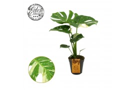 Monstera deliciosa thai constellation Monstera Thai constellation 15cm
