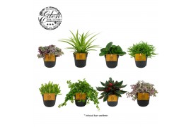 Kamerplanten mixkar mix kar 10,5cm