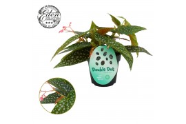 Begonia maculata double dot Begonia cane Double Dot 12cm 3 pp