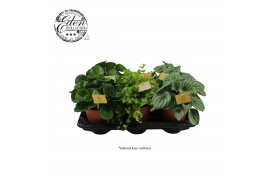 Peperomia mix Peperomia gemengd 15cm