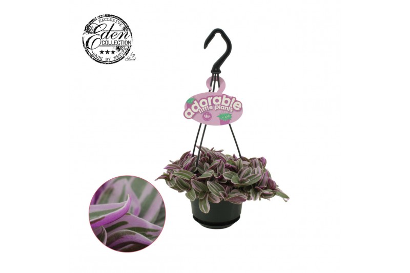 Tradescantia cerinthoides sweetness Tradescantia Sweetness 10,5cm HP a 