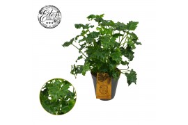 Philodendron Philodendron Atlantis 15cm 3 pp