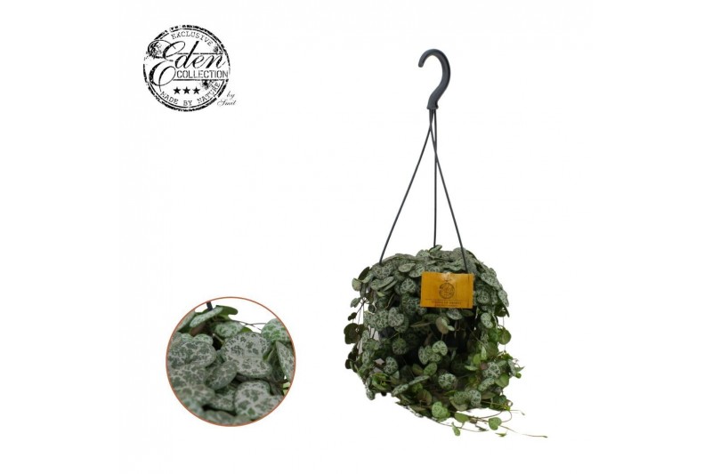 Ceropegia woodii spp. woodii Ceropegia Woodii 15cm HP 15 - 19  cm 