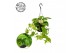 Epipremnum pinnatum hang Epipremnum Hawaien 17cm HP 35 - 39  cm 3 pp 