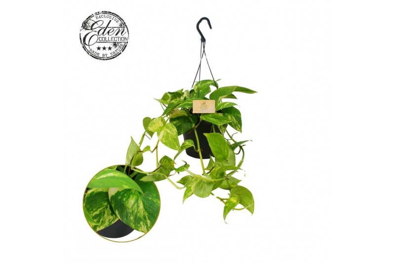 Epipremnum pinnatum hang Epipremnum Hawaien 17cm HP 35 - 39  cm 3 pp 